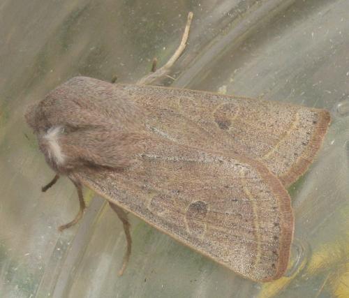 Réf. 278 178 : Orthosia gracilis